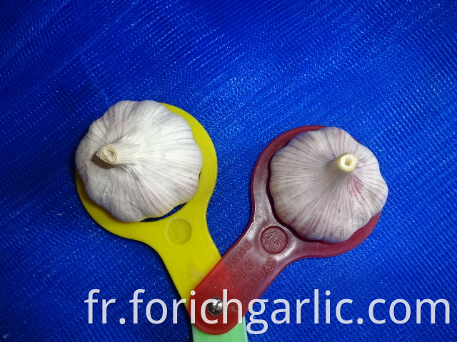 Size 5 0cm Fresh Garlic